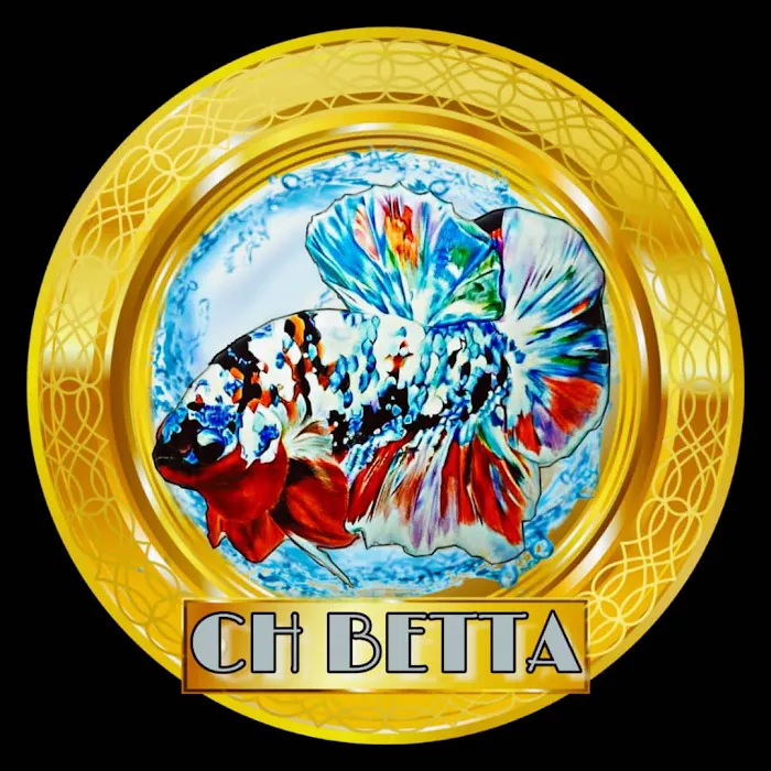 ChBetta.My Picture 2