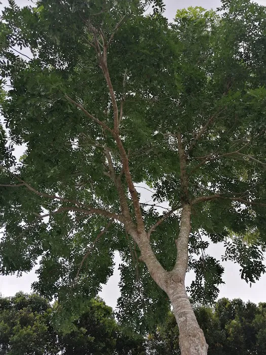 Taman Seri Ijok Picture 9