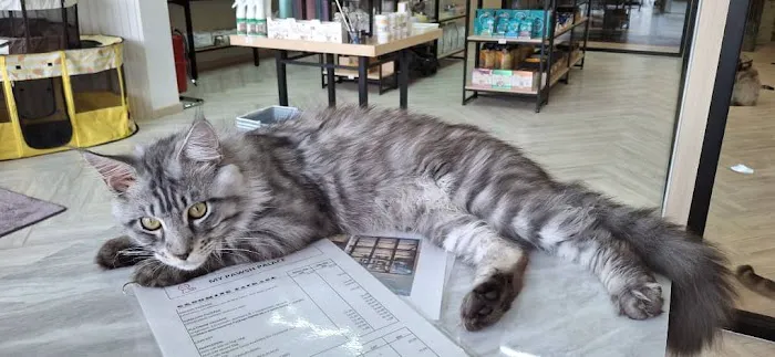 My Pawsh Palace Picture 2