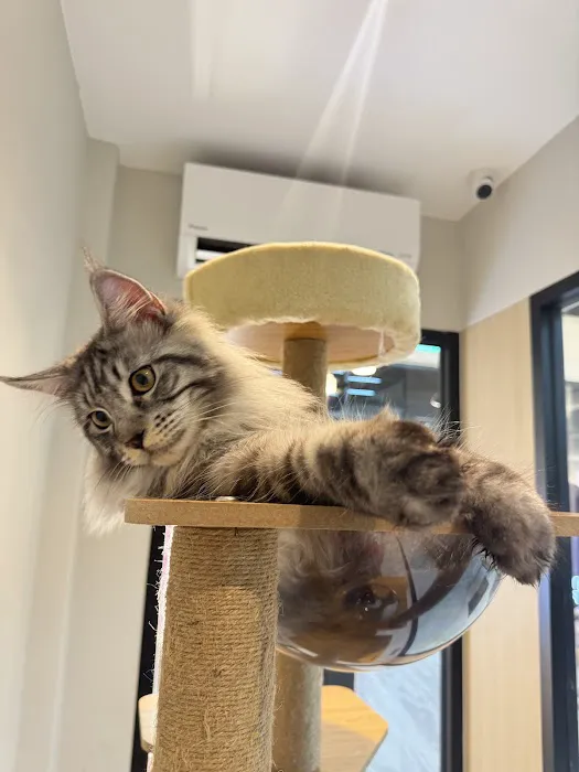 My Pawsh Palace Picture 4