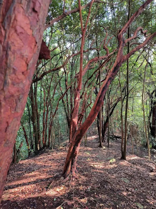 Bukit Asa Trailhead Picture 4