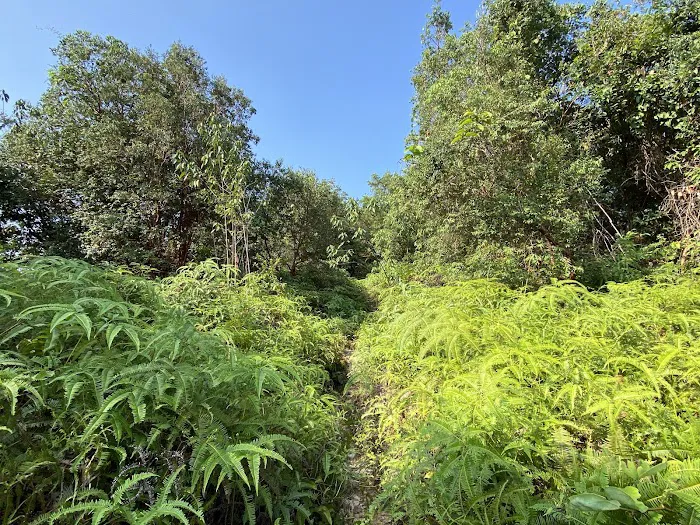 Bukit Asa Trailhead Picture 8