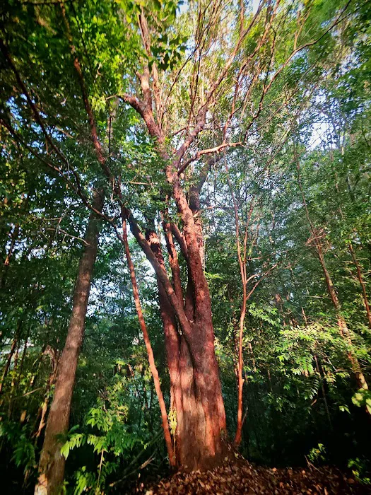 Bukit Asa Trailhead Picture 10