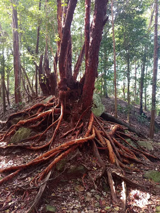 Bukit Kg Hassan, Hulu Bernam Picture 4