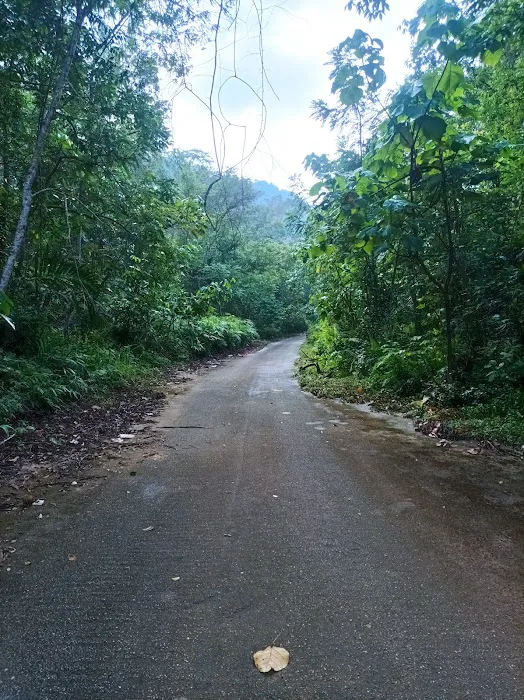 Trailhead Lata Perangin Picture 8