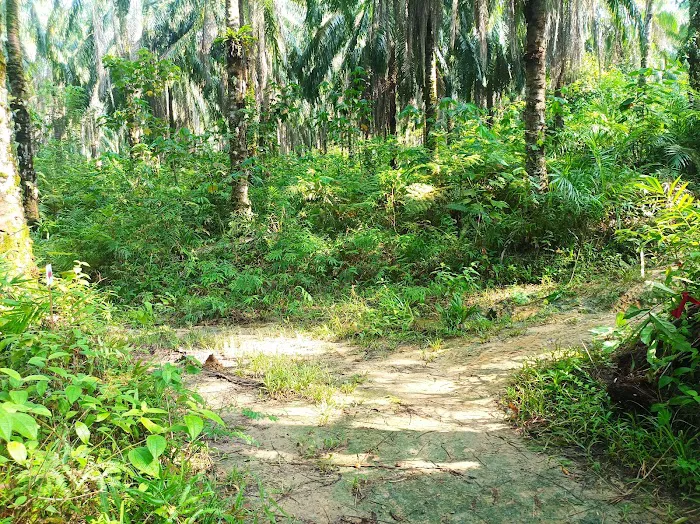 Trailhead Lata Perangin Picture 5