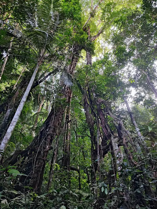 Lata Perangin Picture 5