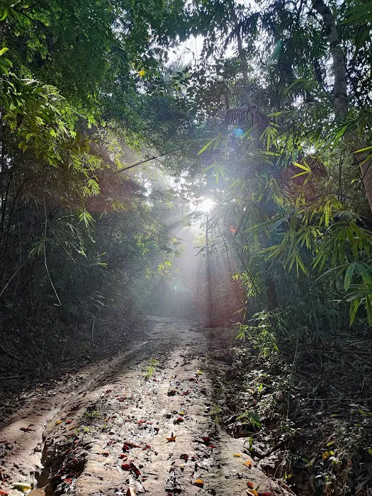 Lata Perangin Picture 4