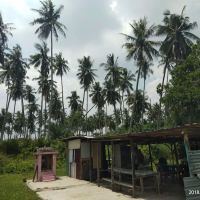 Toddy Center ico