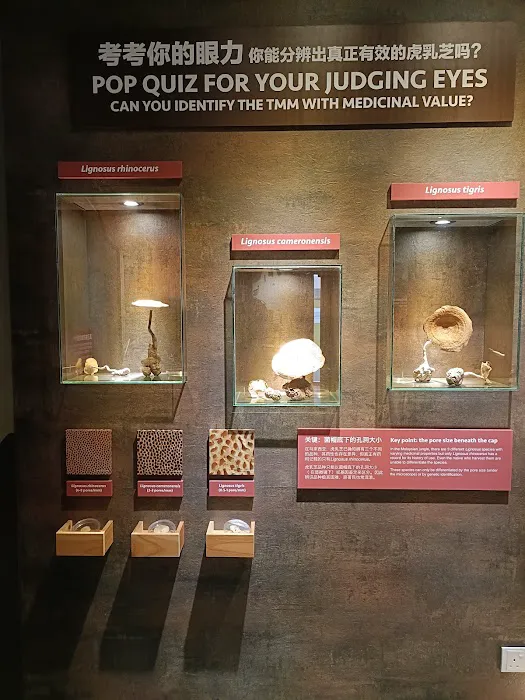 Tiger Milk Mushroom Museum Picture 1