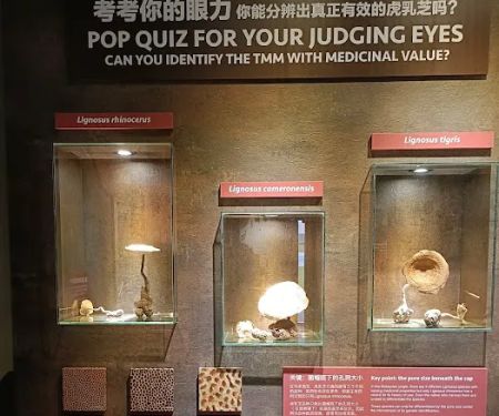 Tiger Milk Mushroom Museum
