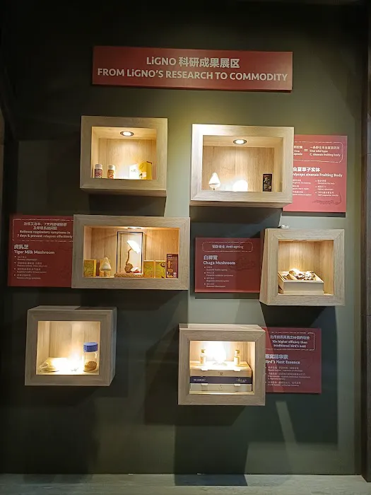 Tiger Milk Mushroom Museum Picture 4