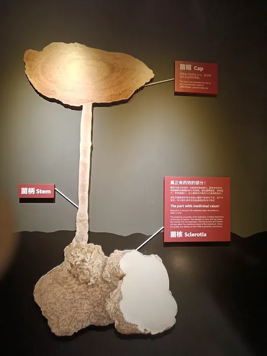 Tiger Milk Mushroom Museum Picture 3