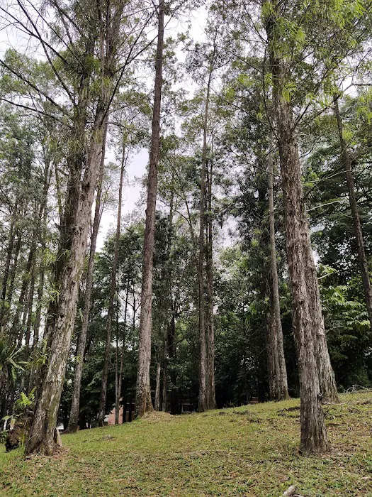 Garden kawasan kediaman Picture 4