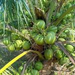 RICOCONUT FARM SUNGAI KAJANG