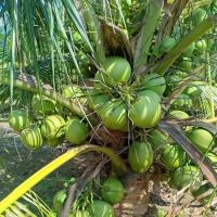 RICOCONUT FARM SUNGAI KAJANG ico