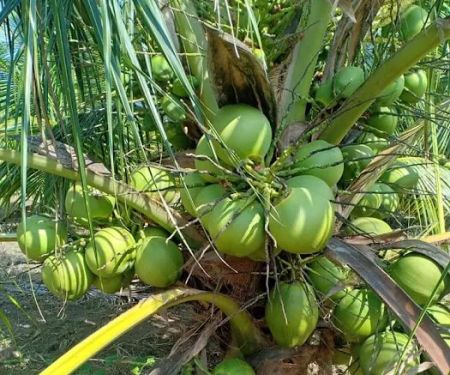RICOCONUT FARM SUNGAI KAJANG