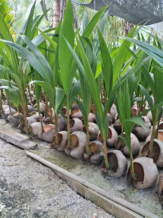 RICOCONUT FARM SUNGAI KAJANG Picture 5