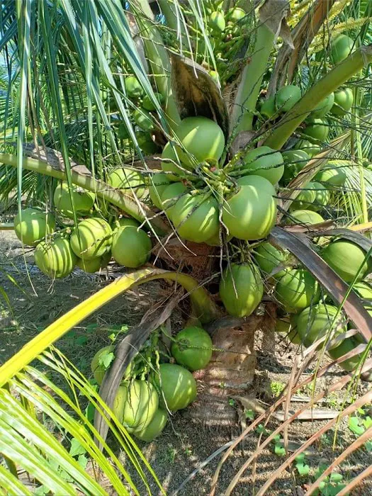 RICOCONUT FARM SUNGAI KAJANG Picture 6