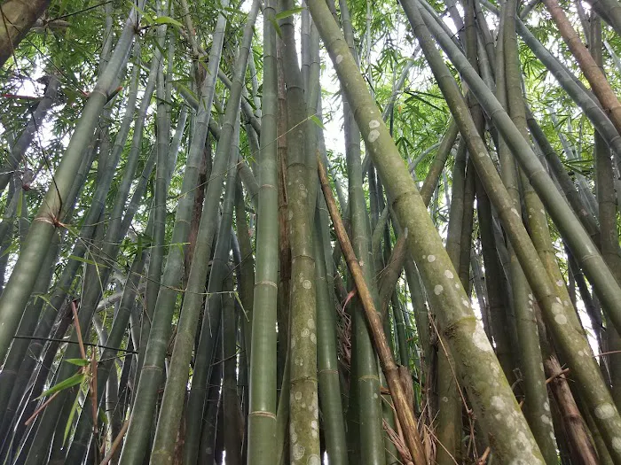 Bukit Batu Chondong Picture 7