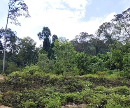 Bukit Belacan Hiking