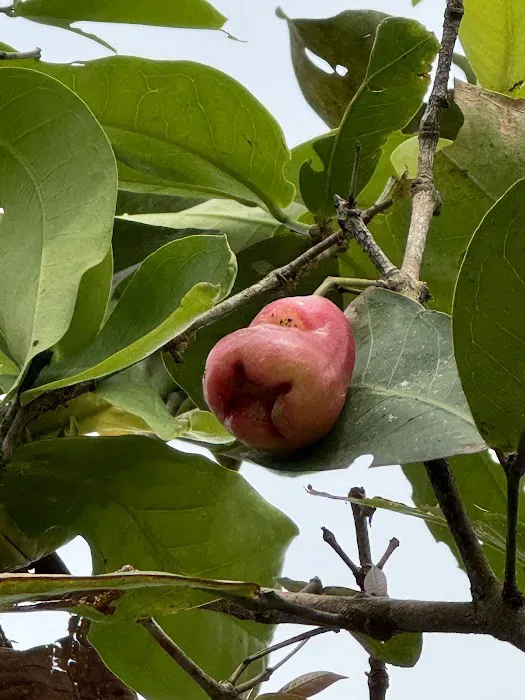Ooi’s Orchard farm Picture 7
