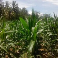 Dataran Rekreasi Batu 18, Kg Jawa ico