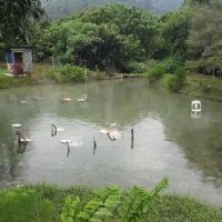 Serai Bamboo Hot Spring Cafe ico