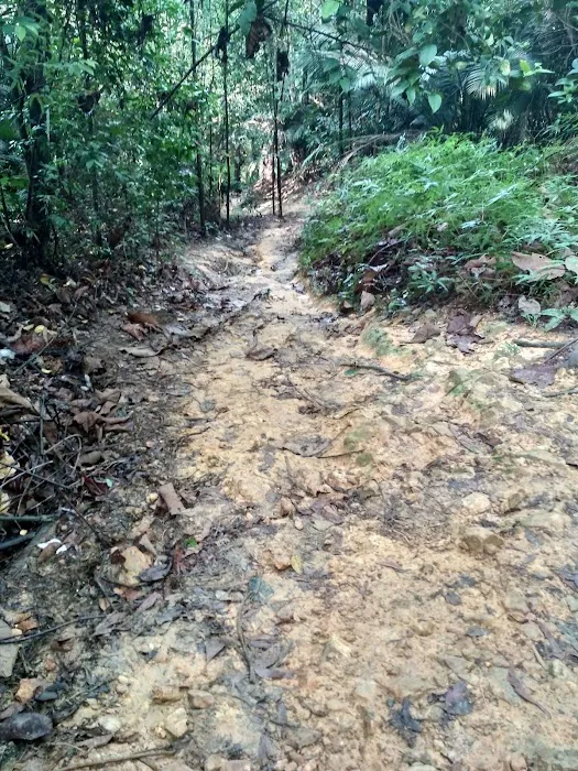 Shah Alam Community Forest Trail Picture 3