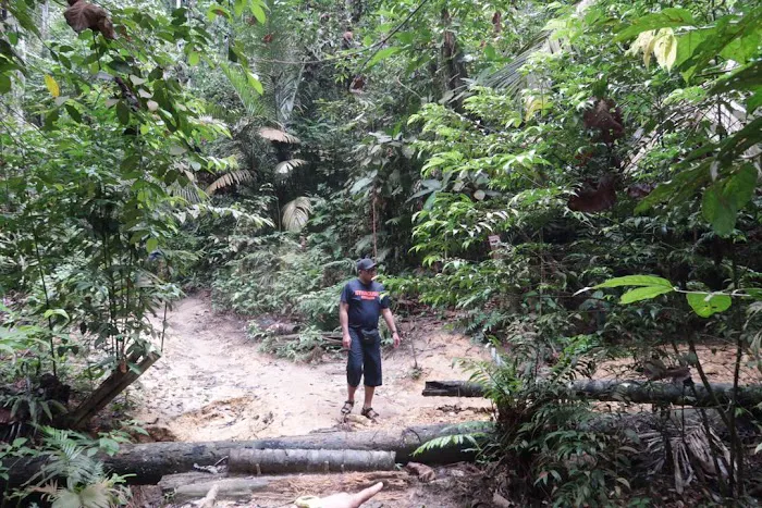 Shah Alam Community Forest Trail Picture 5