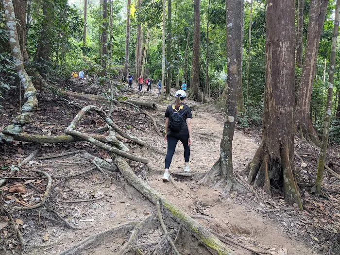 Shah Alam Community Forest Trail Picture 6