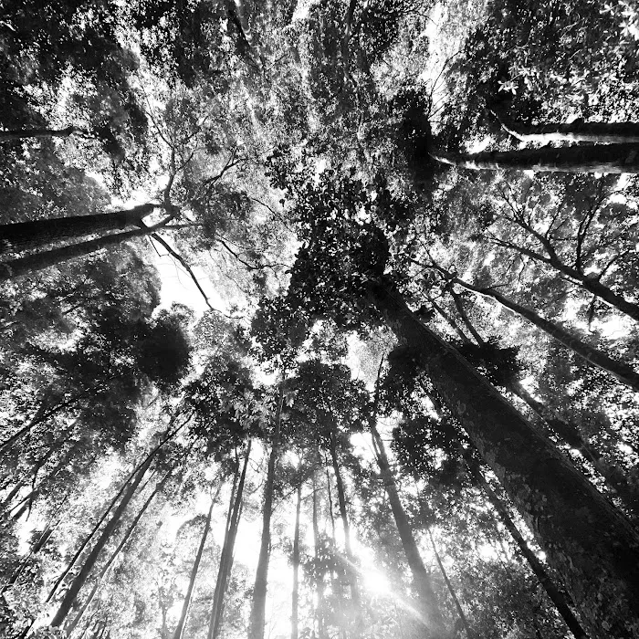 Duta Shah Alam Forest Picture 4