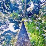 Duta Shah Alam Forest