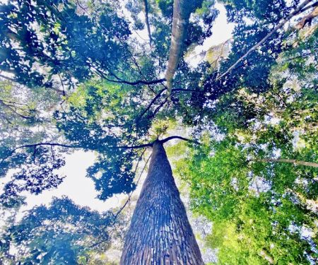 Duta Shah Alam Forest
