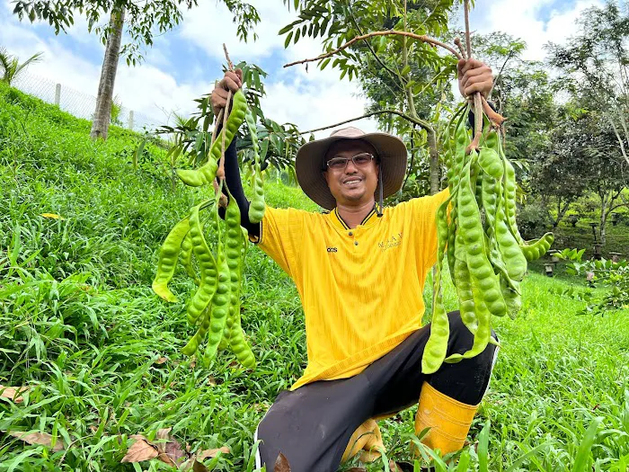 Kebun Langat Picture 1