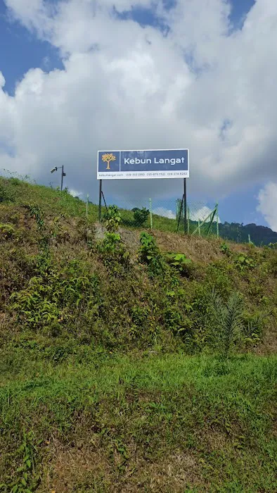 Kebun Langat Picture 4