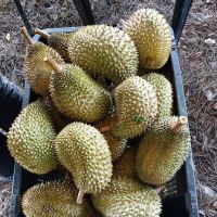Kampung Chengkuak Damak ico