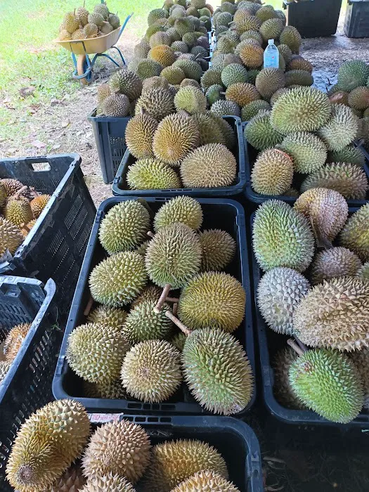 Kampung Chengkuak Damak Picture 5