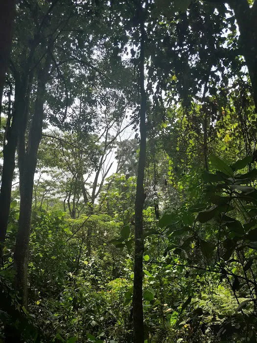 Hiking Trailhead No. 2 via Taman Rimba Bukit Kerinchi Picture 6