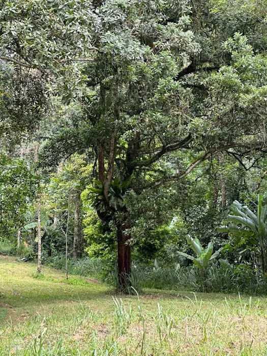 Bamboo Heights Picture 3