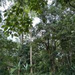 Bamboo Heights