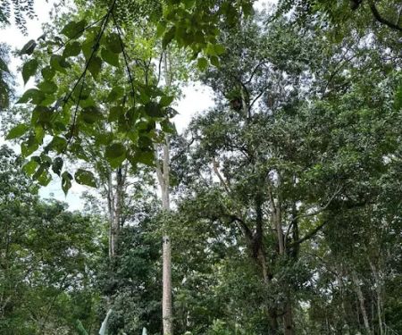 Bamboo Heights