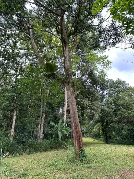 Bamboo Heights Picture 2