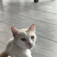 Mr. Guy ico