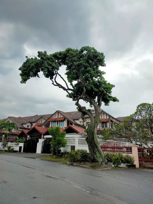 Big Bonsai Tree USJ Picture 2