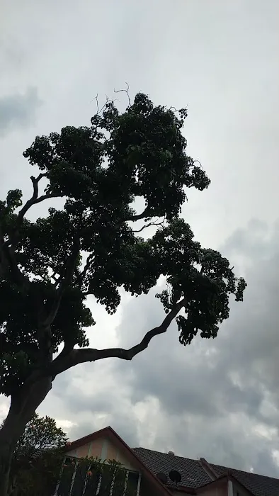 Big Bonsai Tree USJ Picture 1
