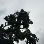 Big Bonsai Tree USJ