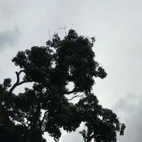 Big Bonsai Tree USJ ico