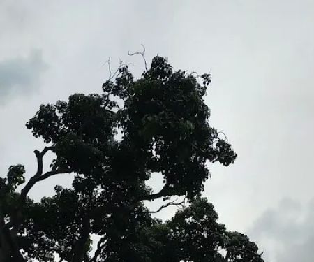 Big Bonsai Tree USJ
