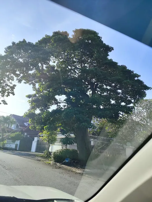 Big Bonsai Tree USJ Picture 3